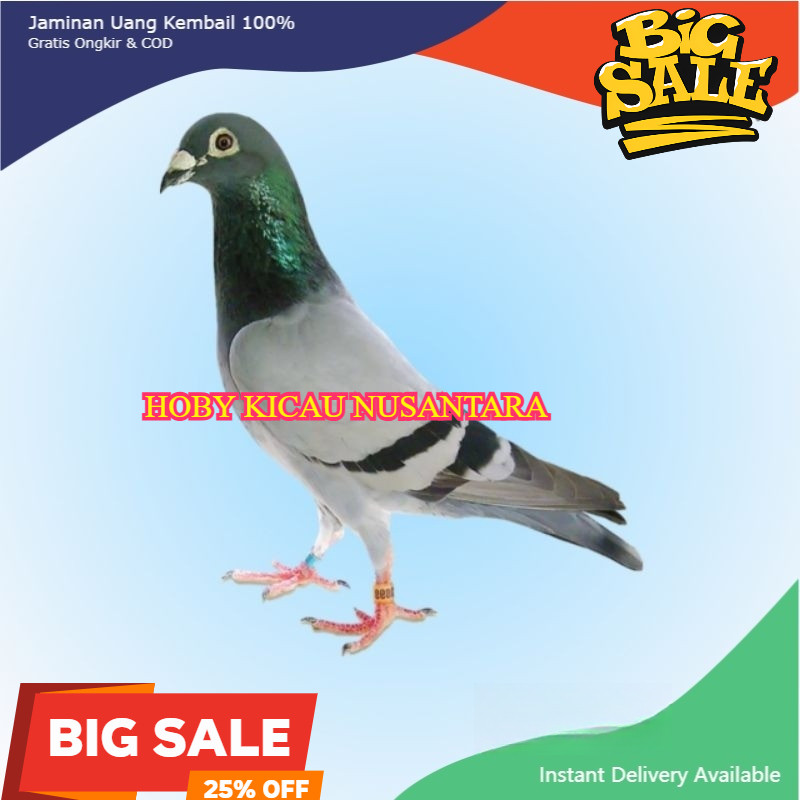 MERPATI HIDUP burung merpati dara harga per ekor