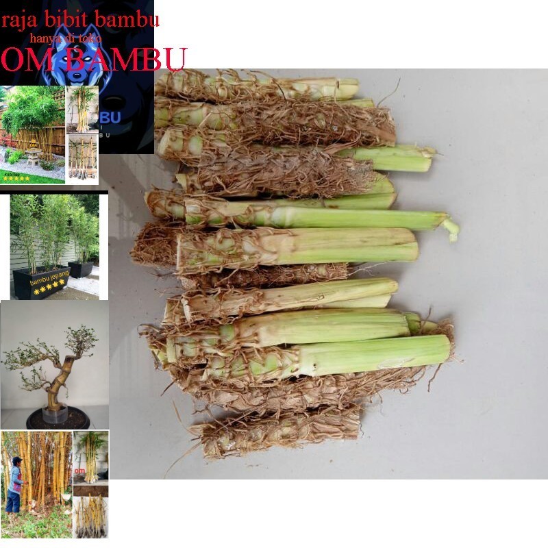 rumput odot 1 kg - bibit rumput odot termurah