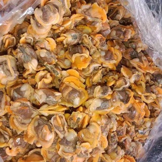 

Daging Kerang Bulu Segar Kerang Bulu Kupas Kerang Laut Hasil Laut Segar Seafood 1 Kg