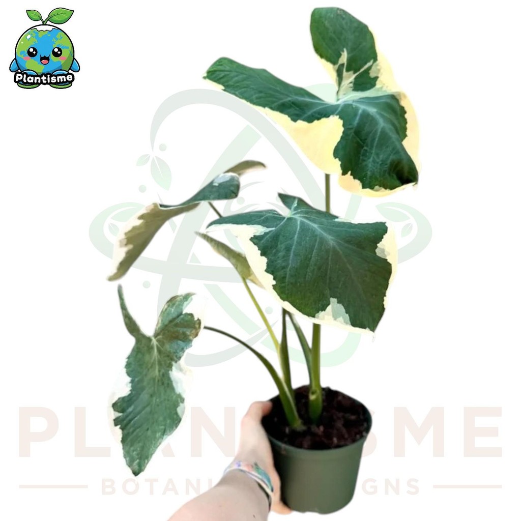 Tanaman Hias – Xanthosoma Albo Marginata Variegata Mickey Mouse Plant Talas Hias