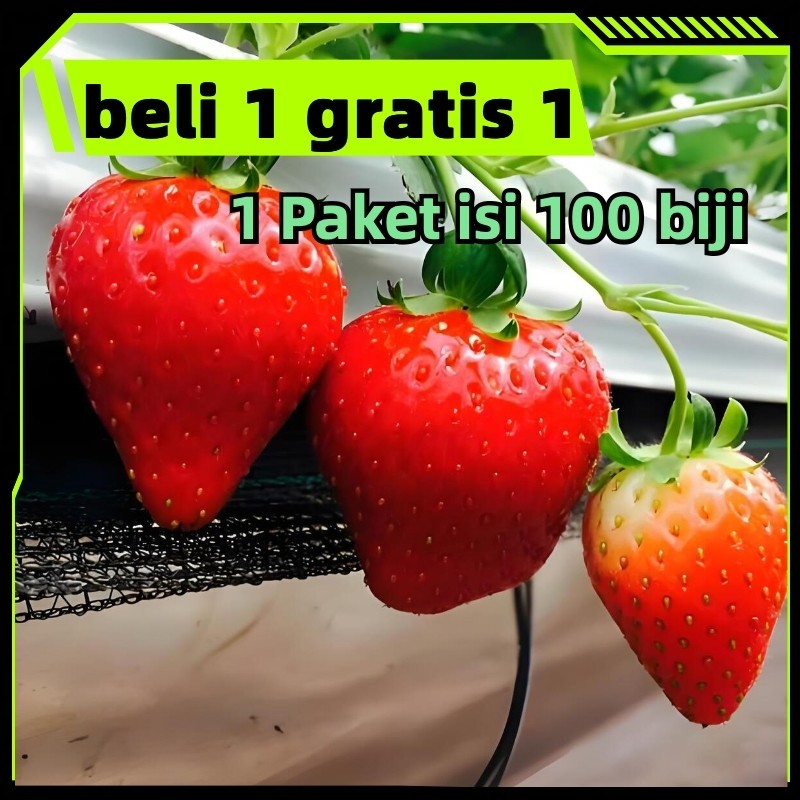 ready stock STRAWBERRY RAKSASA 100 Biji / Benih / bibit STROBERI / STRAWBERRY IMPORT - Seed buah - B
