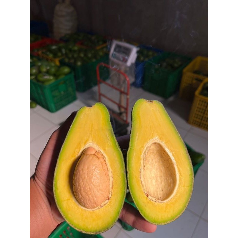 

^ Alpukat Mentega Mini Tua kemasan 1/2 Kilogram Murah Siap Matang Paking Aman ^
