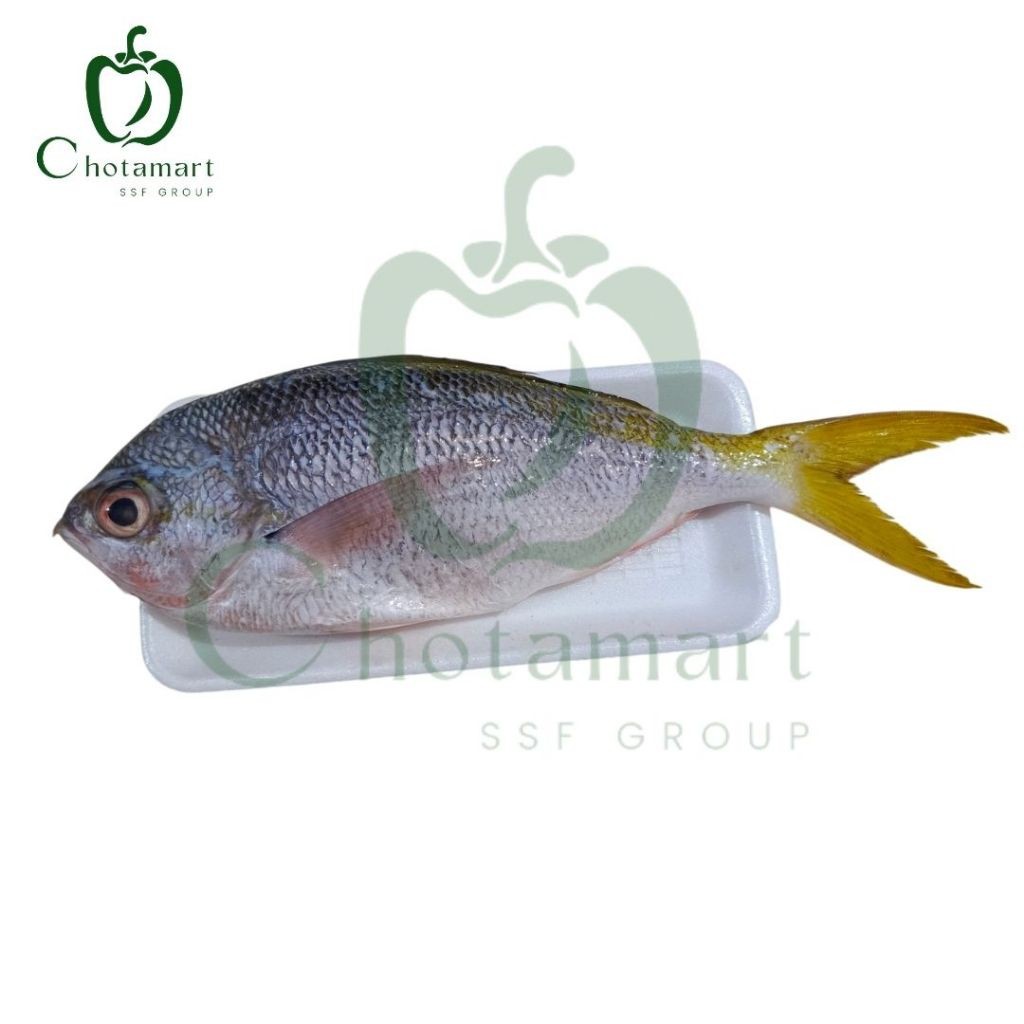 

Ikan Ekor Kuning BERSI