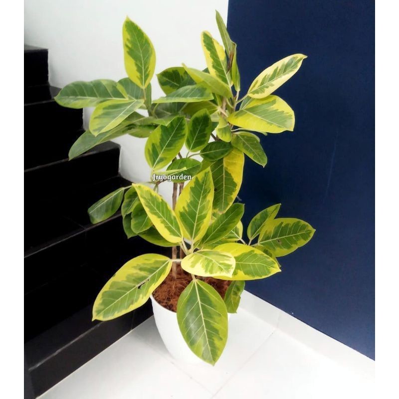 pohon karet kebo kuning tinggi 1 meter