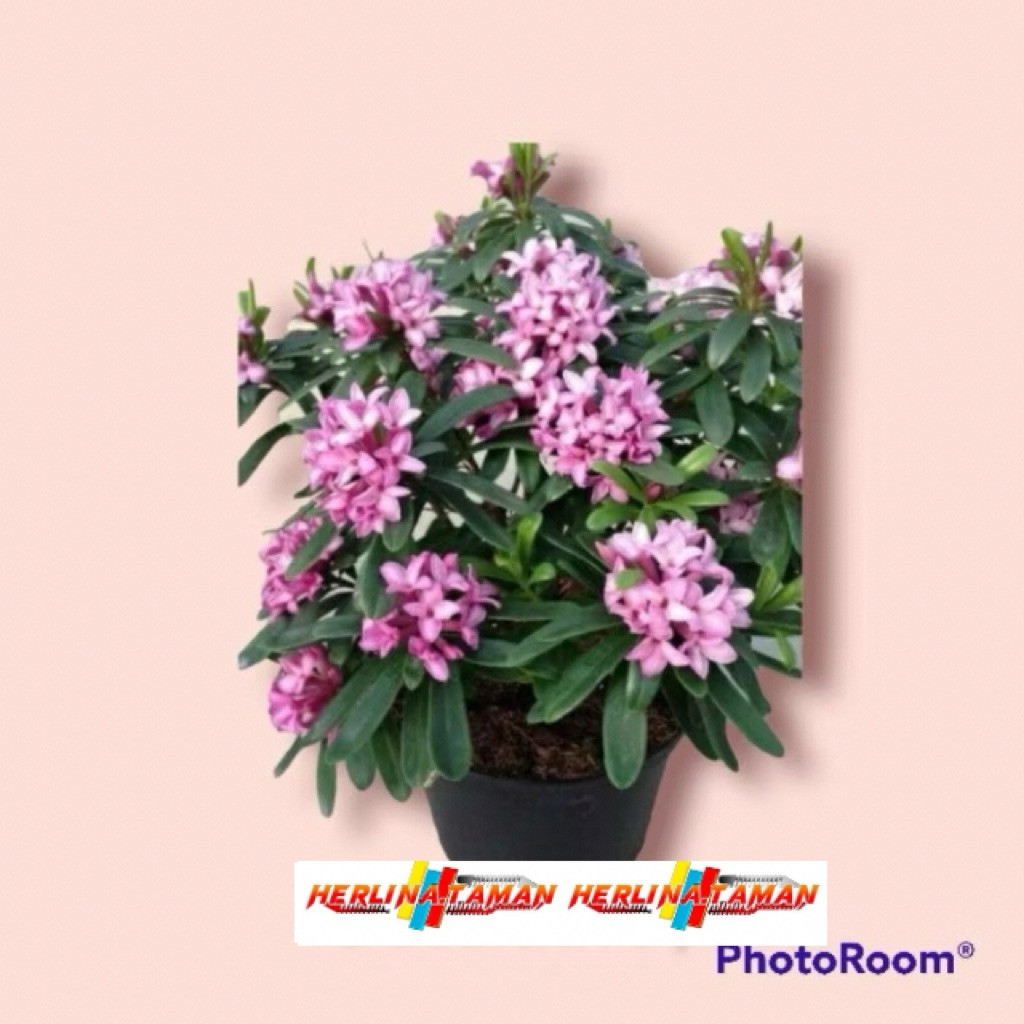 Bunga asoka ungu beli 10 gratis 1