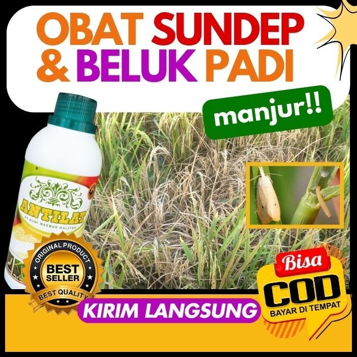 TERLARIS ANTILAT MEMBASMI SUNDEP DAN BELUK PADI Pestisida Hayati Mengatasi Hama Sundep Padi Insektis
