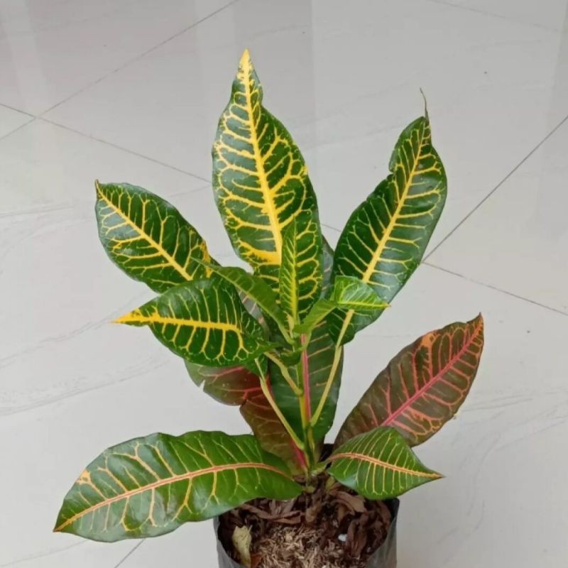 Tanaman Hias Puring Macan - Pohon Puring - Puring Macan