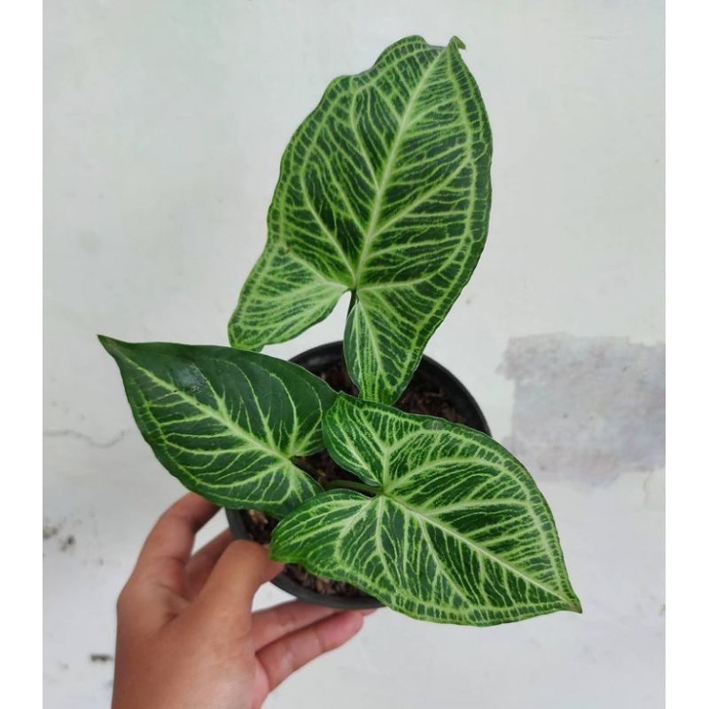 tanaman hias syngonium batik - syngonium batik - syngonium - tanaman