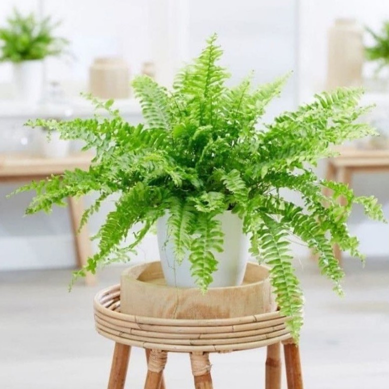 NEW Tanaman Hias Pakis Boston / Bunga Hias Pakis Boston Tanaman Hidup Pakis Gantung Tanaman Gantung