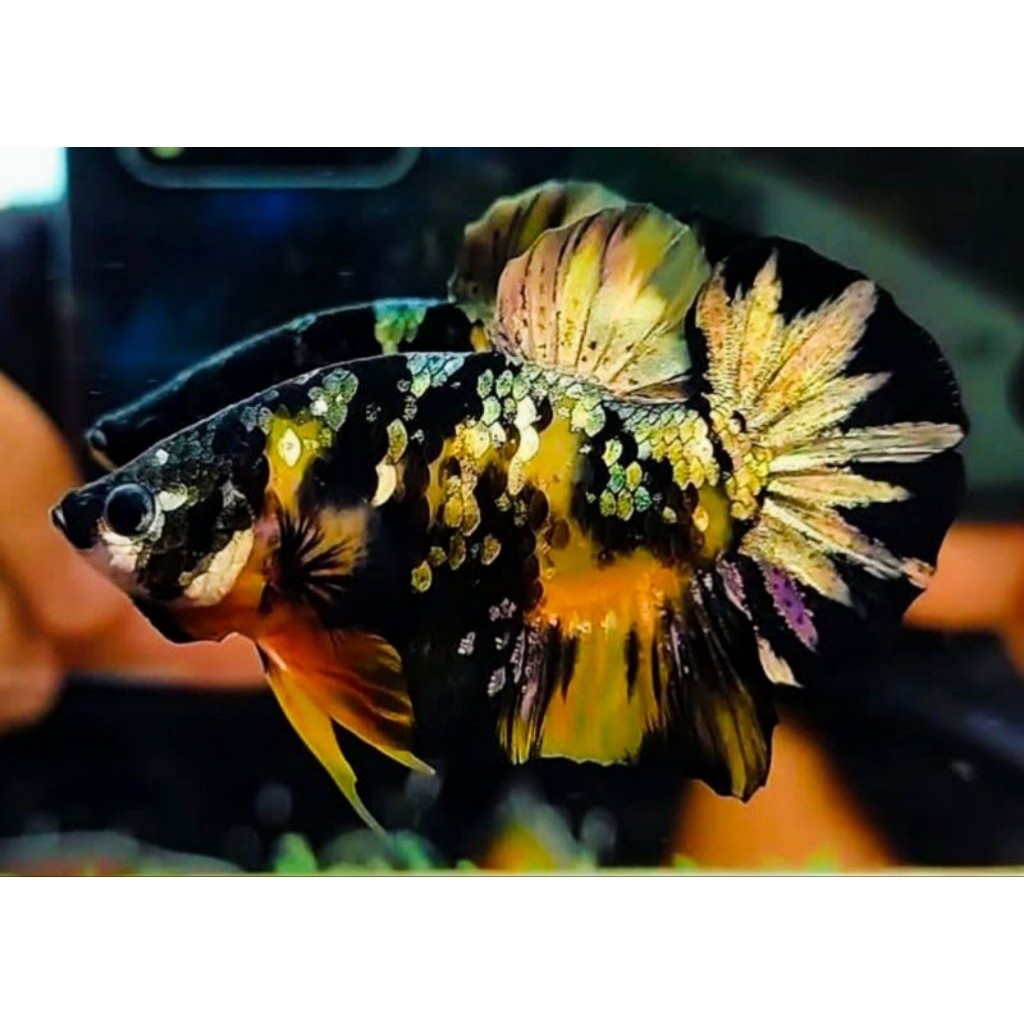 AKSESORIS AQUARIUM SEPASANG CUPANG PLAKAT YELLOW KOI CHOPPER