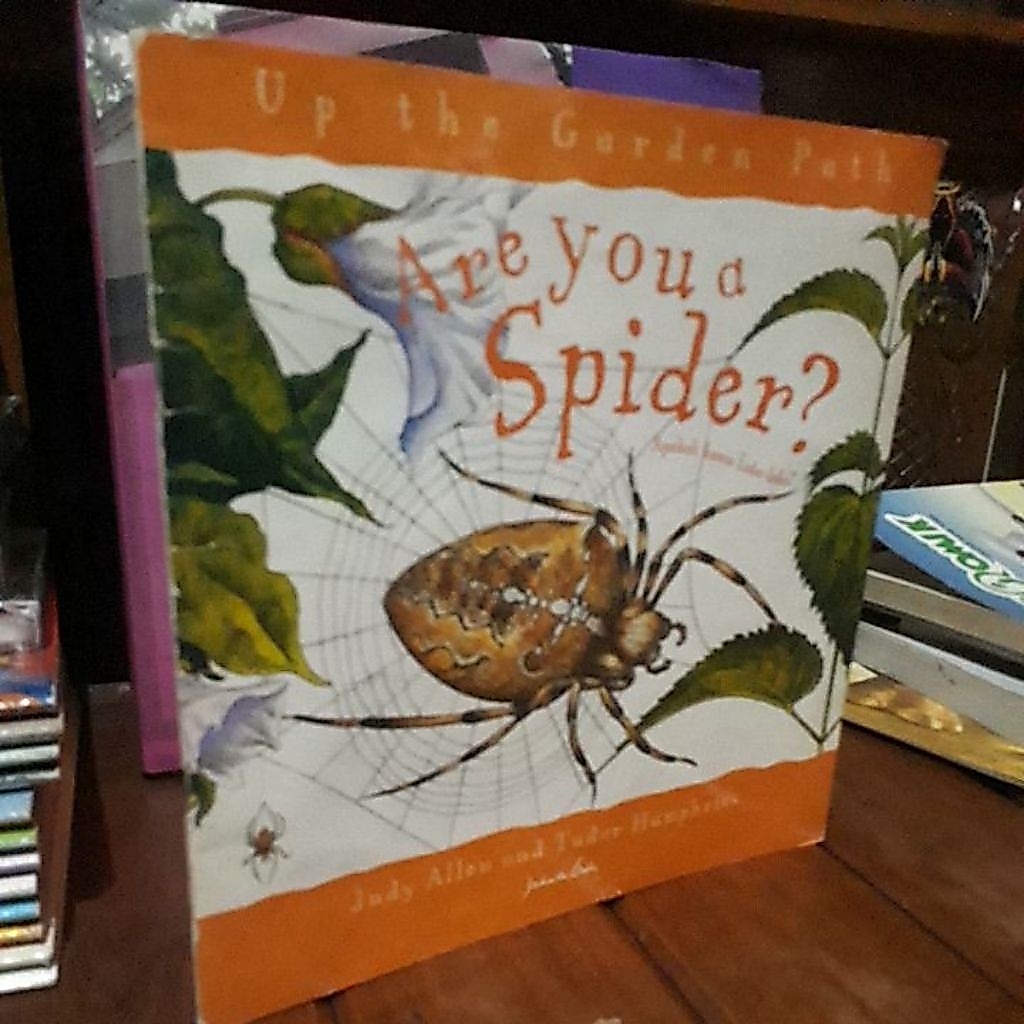 SPIDER?_JUDY ALLEN