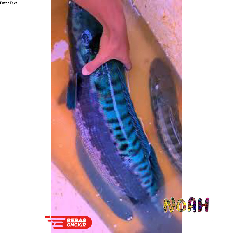 PROMO Kardus Isi Pedator Toman Biru