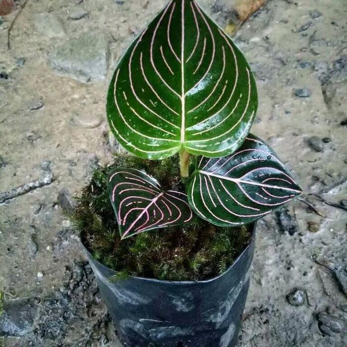 paket 3 aglonema tanamanhias aglonema -aglonema rotundum aceh - aglonema lipstik merah aurora - aglo
