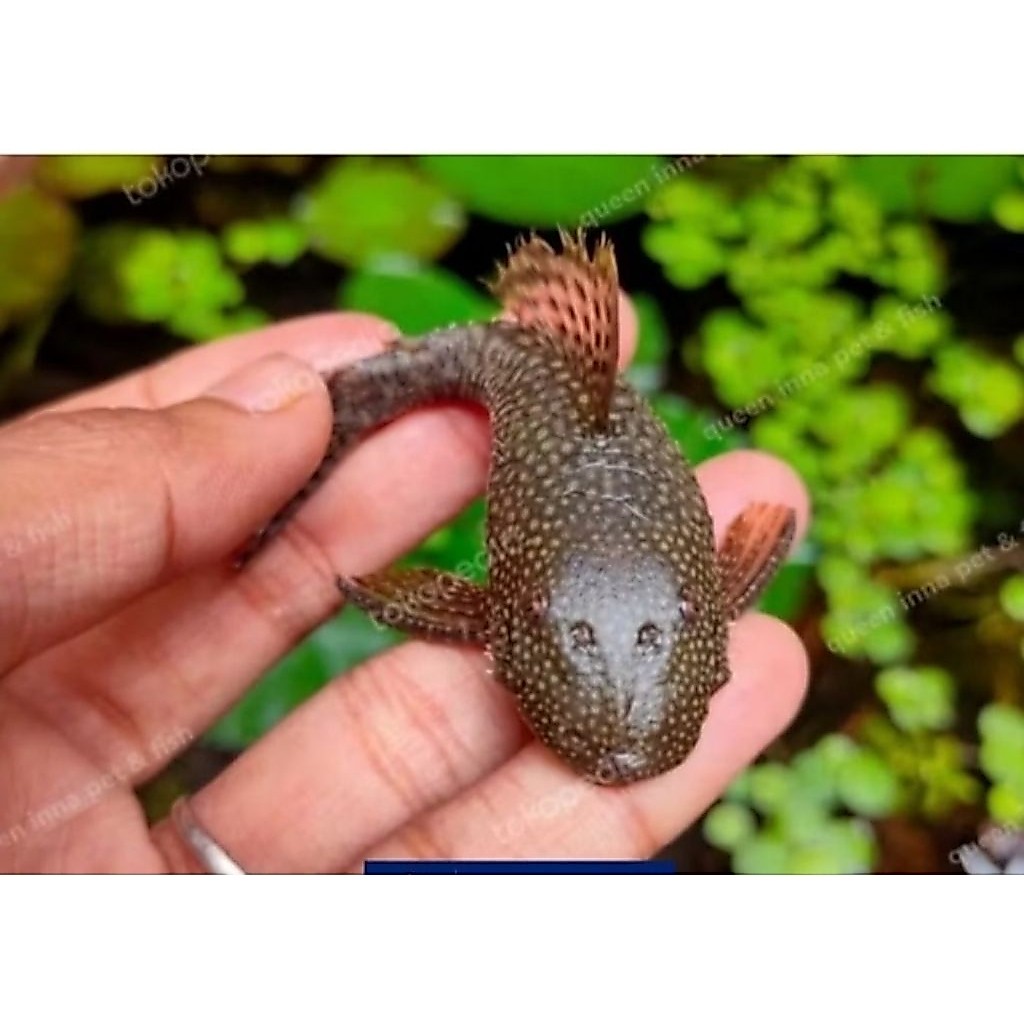 Ikan hias brushmouth black / ikan sapu-sapu size kecil KUALITAS GRADE A ( GARANSI )