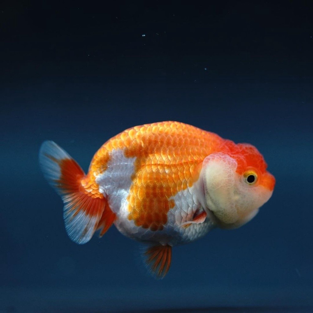 Rancu red white 8-9 cm / ikan mas koki rancu red white fancy / ikan hias aquarium