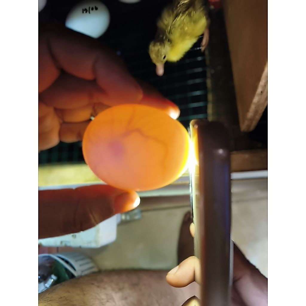 Telur Fertil Bebek Peking F1 Siap menetas