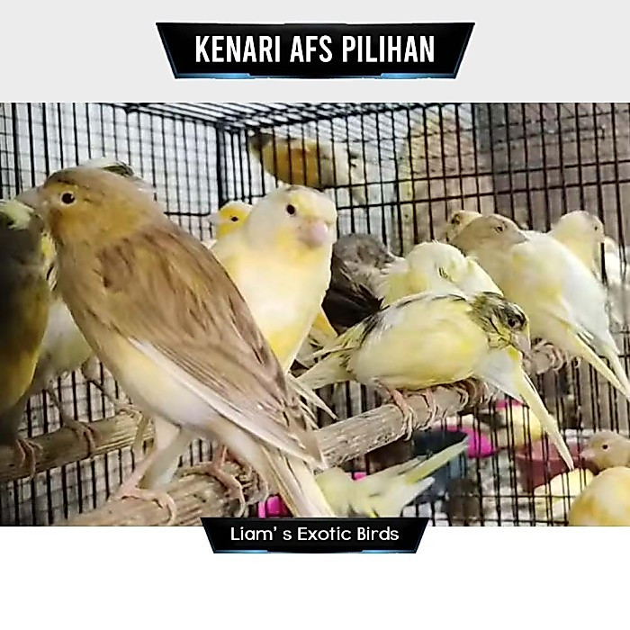Burung Kenari Seri AFS Betina Siapan