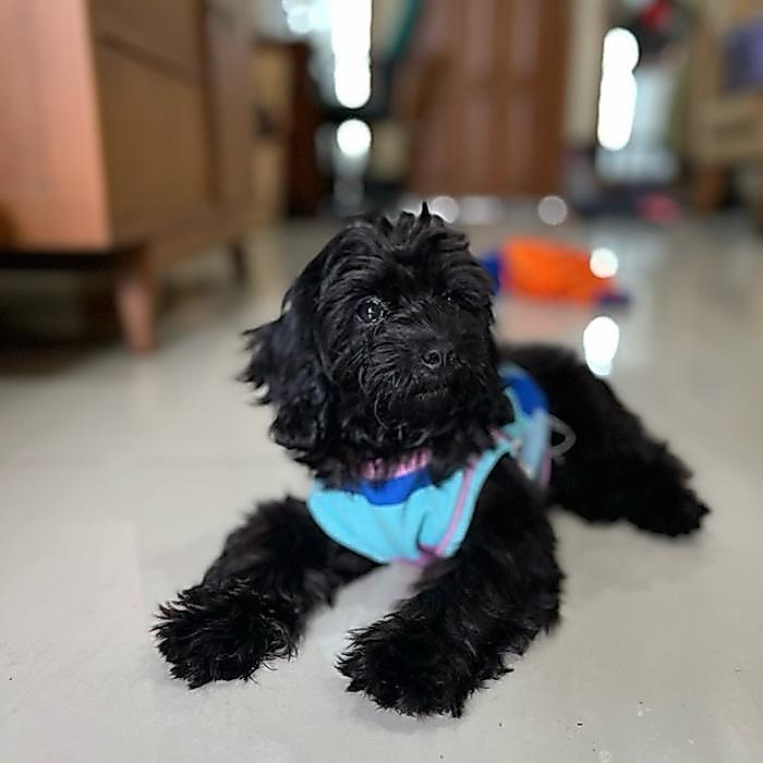 Baju Anak Anjing Poodle Lucu