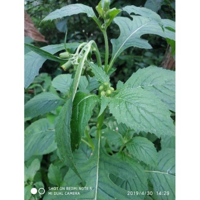 

HalimunHerbal Daun sintrong segar 1 kg .