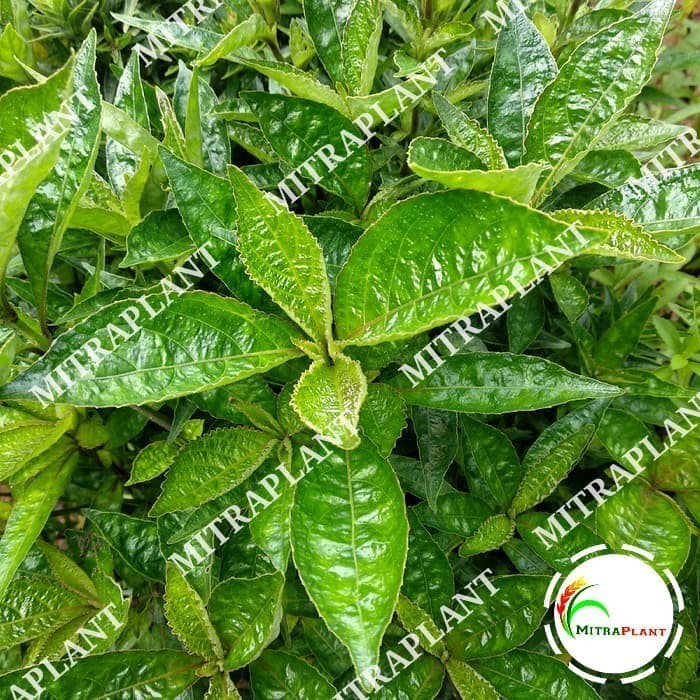 

LadangHerbal Daun Keji Beling Segar 500 Gram - Daun Pecah Beling - Obat Herbal ⠀⠀⠀