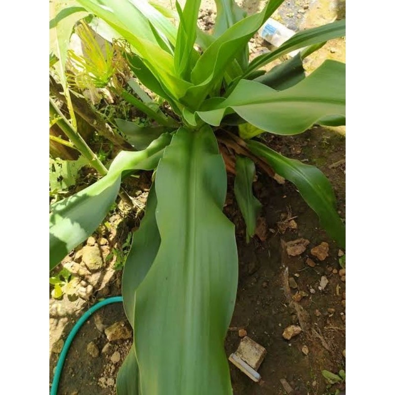 

Daun Bakung Daun Herbal Patah Tulang { GOS } Isi 250 gram Jumbo Herbal Store_28