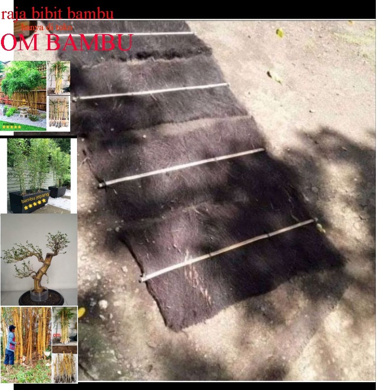 injuk tempat telur ikan mas dll