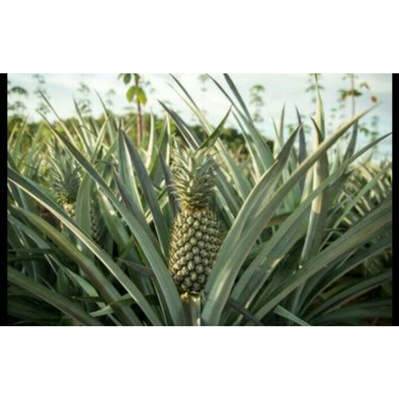 

Daun nanas250graherbal alami