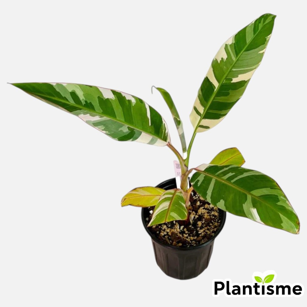 Tanaman Hias - Ae Ae Musa Florida Paradisiaca Variegated Baby Pohon Pisang Varigata Koleksi Langka I
