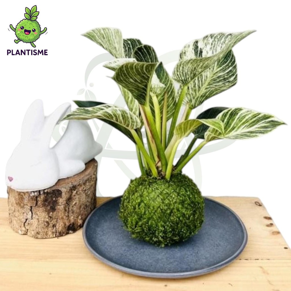 Mossball – Philodendron Birkin Variegata Philodendron White Measure Tanaman Daun Tropis Indoor Unik