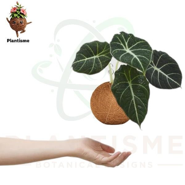 Kokedama – Alocasia Black Velvet Tanaman Hias Daun Beludru Hitam Elegan untuk Dekorasi Indoor