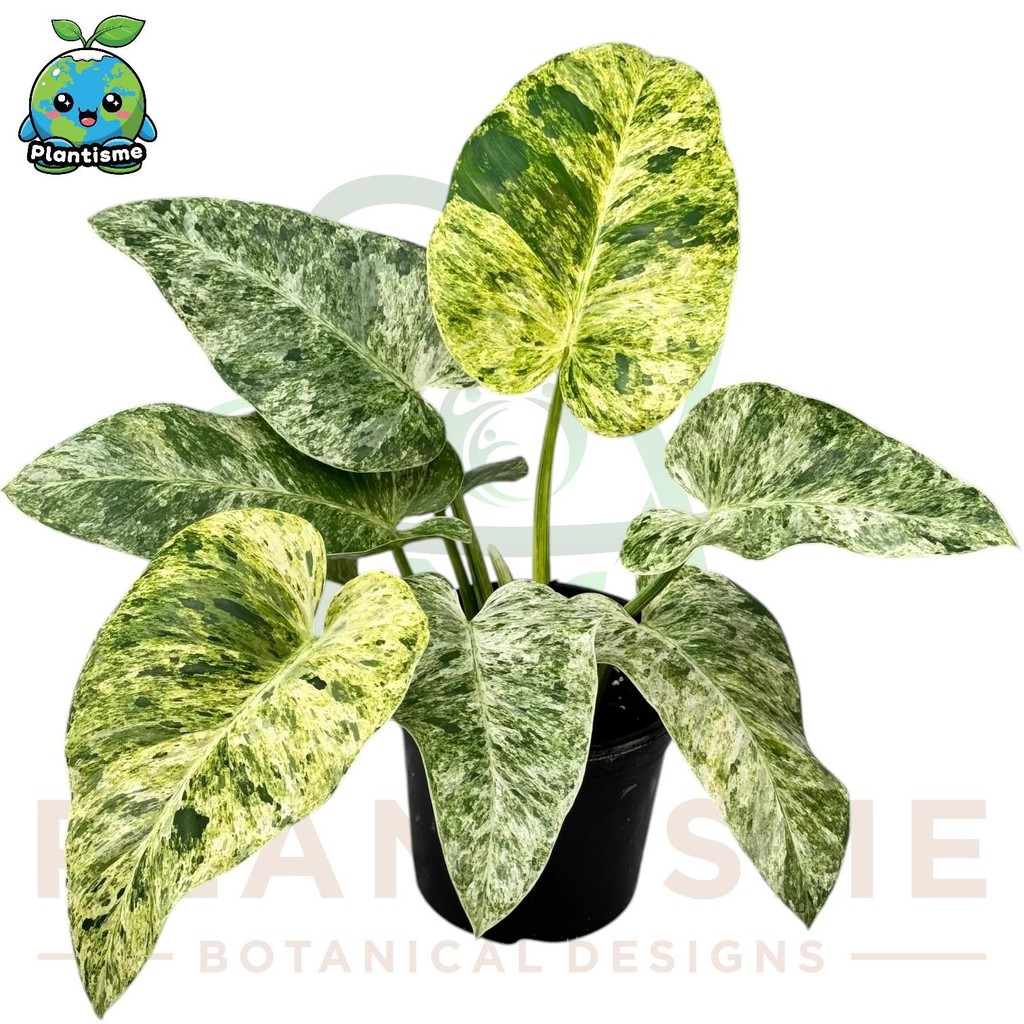 Tanaman Hias – Giant Philodendron Blizzard Philodendron giganteum Philo Raksasa Varigata Daun Putih 