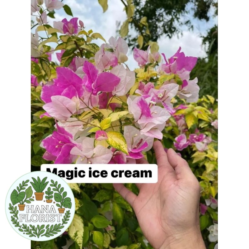 ( BISA BAYAR DI TEMPAT ) Bougenvile sakura magic ice cream
