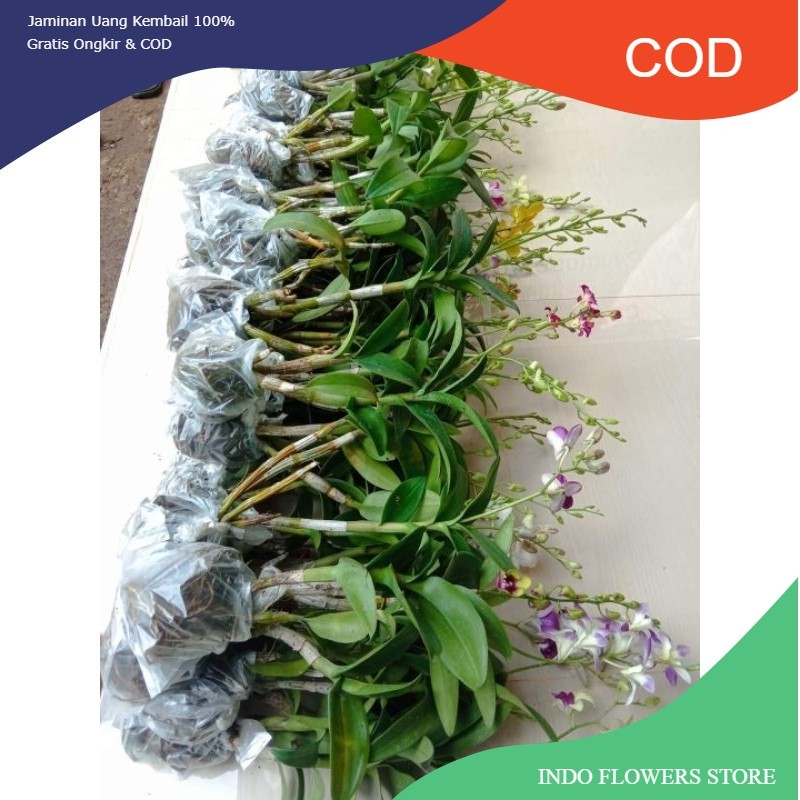 ANGGREK DENDROBIUM DEWASA-ANGGREK DENDROBIUM-ANGGREK DENDROBIUM DEWASA-BUNGA HIAS-BUNGA HIDUP-DENDRO