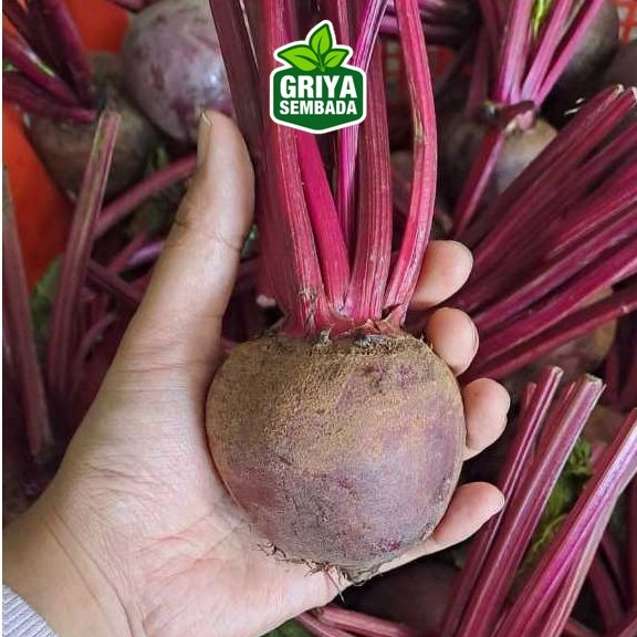 

Instant 1kg Buah Bit Segar Griya Sembada