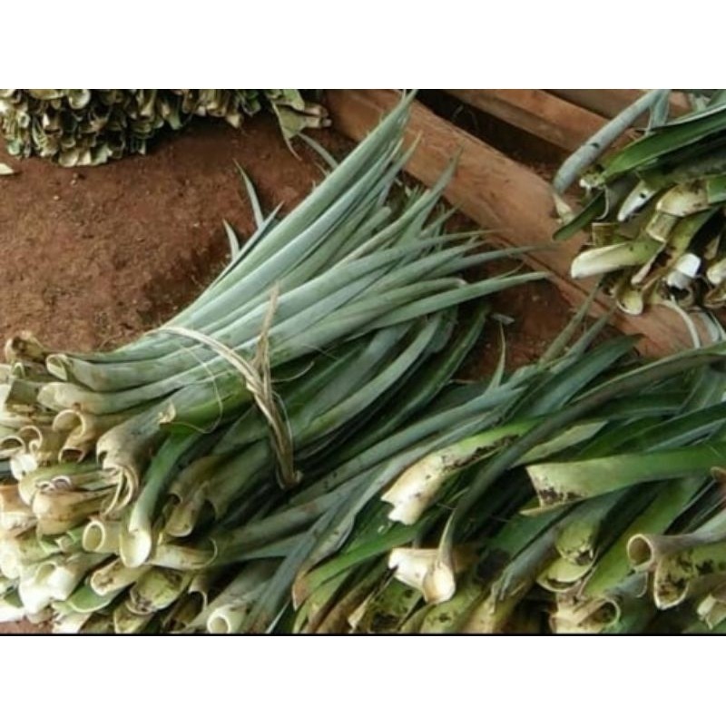 

TILASSALAM Daun Nanas Segar Tidak Berduri/ Limbah Daun Nanas 1 Kg