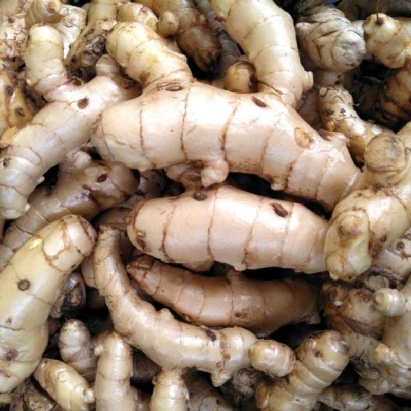 

Promo 1 kg TEMU PUTIH SEGAR CURCUMA ZEDOARIA FRESH KUNYIT/KUNIR PUTIH ..