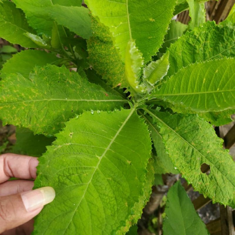 

PROMO !! Daun Sembung Segar 1 Kg / Obat Herbal Jantung Tanaman Daun Sembung T.V.P