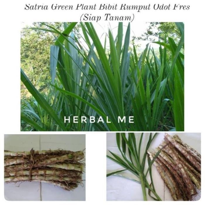 COD Bibit Odot / Bibit Rumput Odot / Rumput Odot Pakan Ternak / Pakan Hewan Ternak [Gratis ongkir]