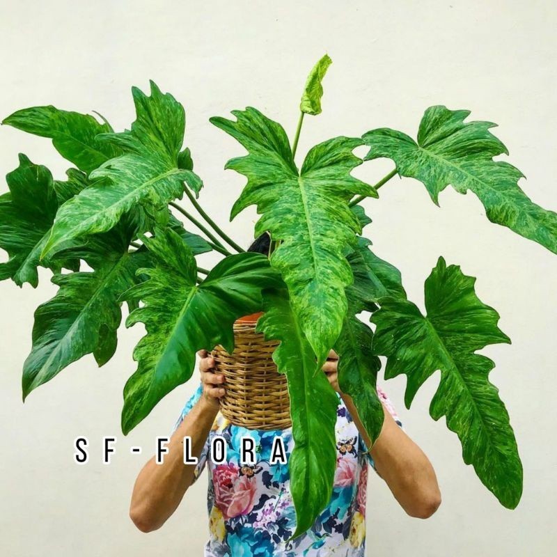 Tanaman hias philo dragon varigata golden/philodendron dragon golden