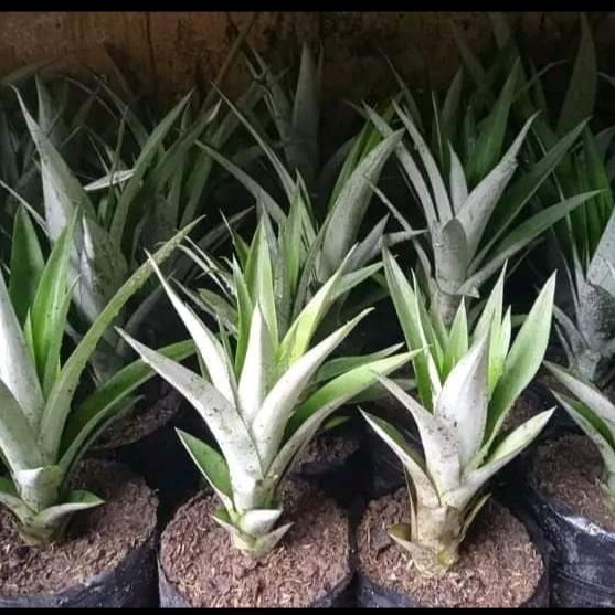 bibit nanas madu jumbo