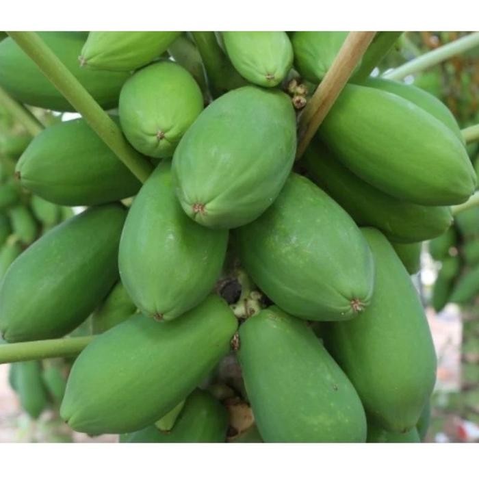 promo 1-Kg Buah pepaya Muda / pepaya Muda Segar