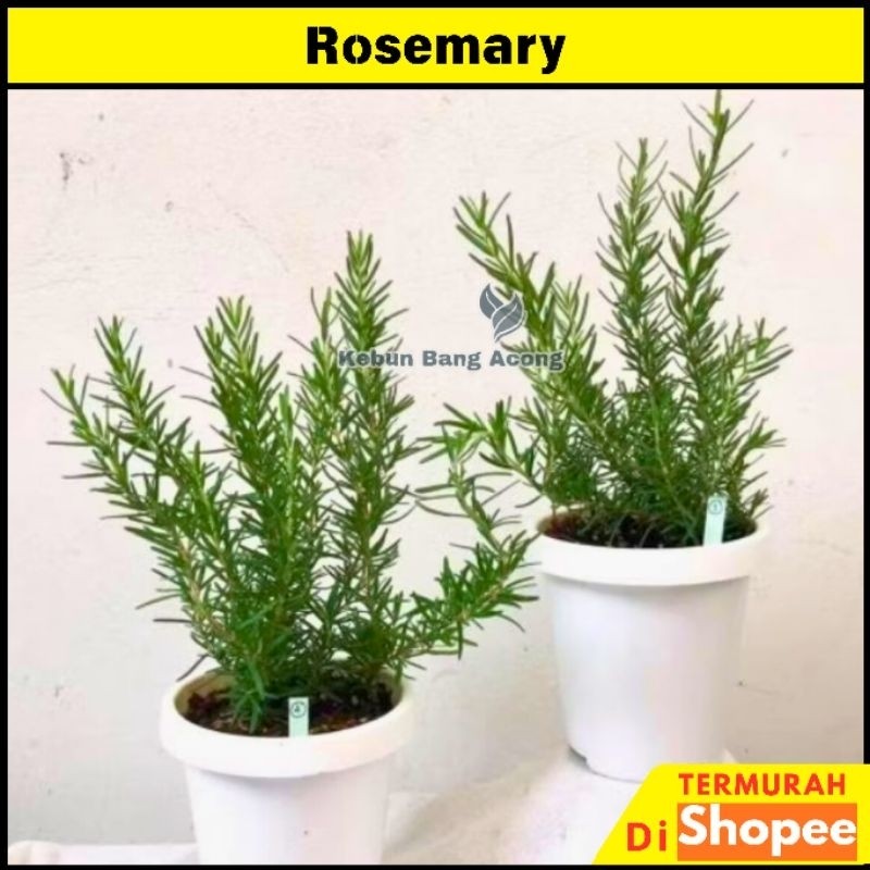 Tanaman Rosemary Ber Aroma Wangi Tanaman Pengusir Nyamuk Cocok Untuk Terapi