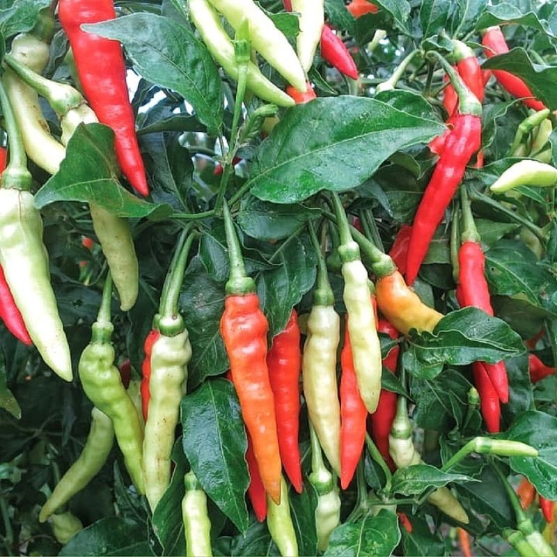 25 Biji Benih Cabe Rawit Merah Gantung Bibit Cabai Rawit Setan