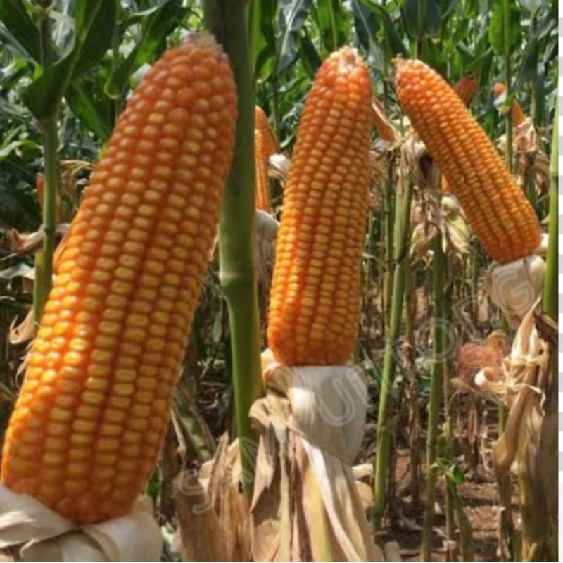 1KG benih JAGUNG hibrida NK6172 PERKASA bibit benih jagung super