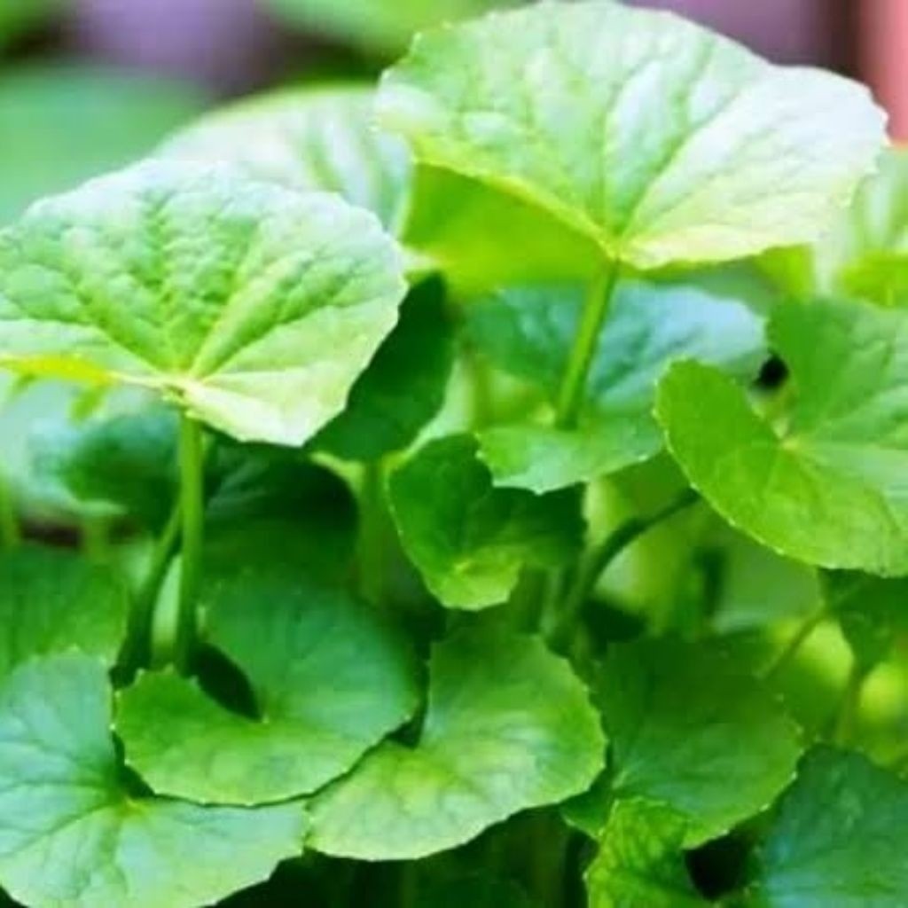 Bibit Daun Pegagan Antanan Herbal -Daun Pegagan