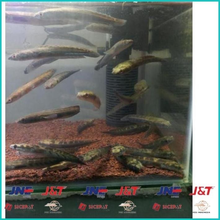 hobi BISMILLAH STAR 3.3 CHANNA CHANA MARU YELLOW SENTARUM YS GEN RED EYE /  GABUS HIAS SIZE 11-13 CM