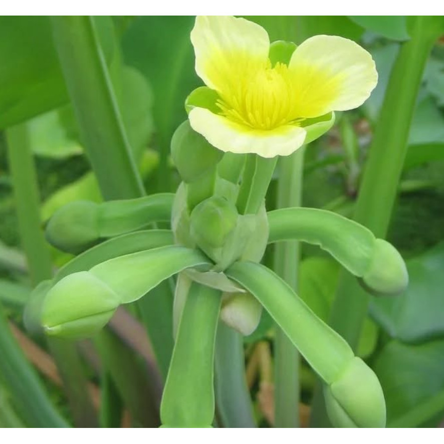 Biji Benih Bibit benih bibit sayur genjer