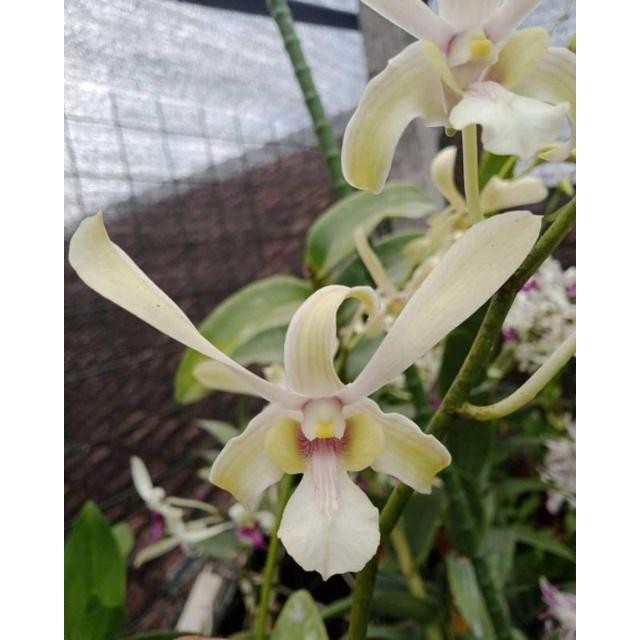 (BISA COD) Anggrek dendrobium keki capung kalimantan