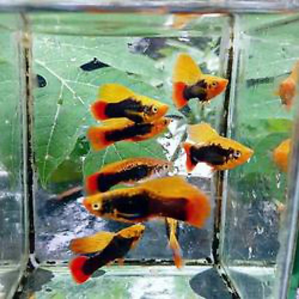 hiasan platy hawai hifin 10 pcs