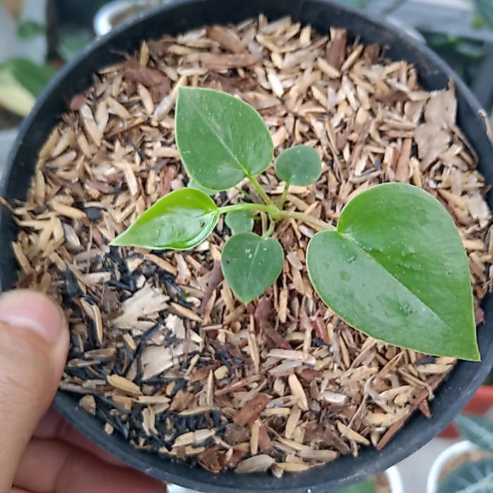 Baby Anthurium Veitchii Ori Terbaruu